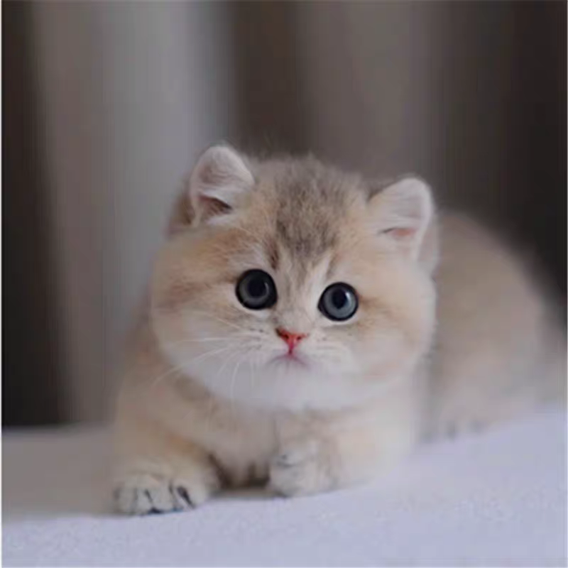 猫舍直销批发价格出售蓝金渐层